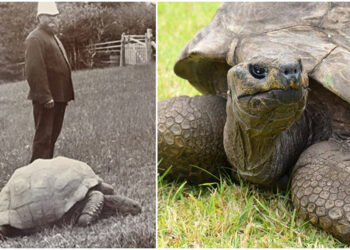 International-190 ವರ್ಷ ವಯಸ್ಸಿನ ಜೊನಾಥನ್