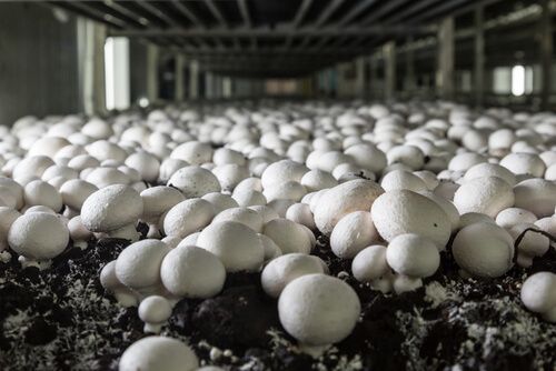 Mushroom farming in India