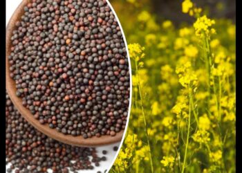 MUSTARD MUSTARD-ಸಾಸಿವೆ ಬೆಳೆ ಬೆಳೆಯಲು ಪ್ರಮುಖ ಬಿತ್ತನೆ ಬೀಜಗಳು ಭಾಗ-3