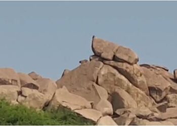 Koppala A pair of cheetahs were spotted