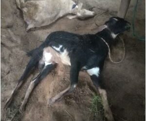 Chikkaballapur Eight sheep three goats were killed in leopard attack