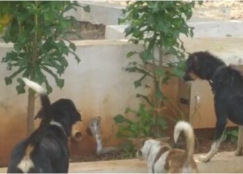 Gadaga Cobra-dog fight- Video goes viral