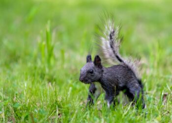 black squirrel playing with ball-ಚೆಂಡಿನೊಂದಿಗೆ ಆಟವಾಡುತ್ತಿರುವ ಕಪ್ಪು ಅಳಿಲು, ನೋಡುಗರ ಮನಮುಟ್ಟುವಂತಿದೆ.