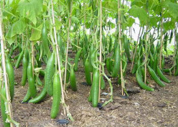 Cucumbers-Growing and Harvesting-Information