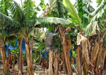 banana ಹೆಚ್ಚುತ್ತಿರುವ ಚಳಿಯಿಂದಾಗಿ ಬಾಳೆ ಬೆಳೆ ಹಾನಿ  ಸಂಕಷ್ಟಕ್ಕೆ ಸಿಲುಕಿದ ರೈತರು