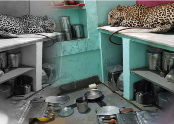 Panther-ಪ್ಯಾಂಥರ್ ಅಟ್ಯಾಕ್