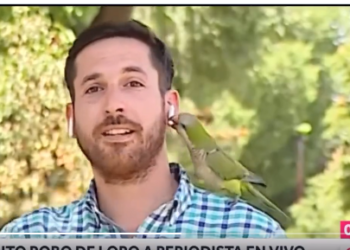 parrot