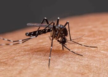 Mosquito Bite