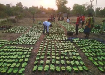 Odisha Kendu leaf
