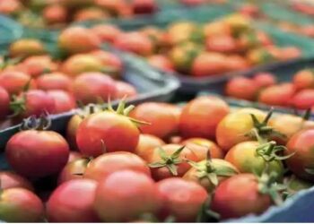 health , tomato , saakshatv