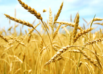 new breed of wheat-ಗೋಧಿಯ ವಿಧದ ಹೊಸ ತಳಿಯ ಅಭೀವೃದ್ದಿ ಪಡಿಸಲಾಗಿದೆ ಇದರ ಉಪಯೋಗ ಇಲ್ಲಿದೆ