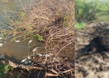 Davanagere jagaluru fish
