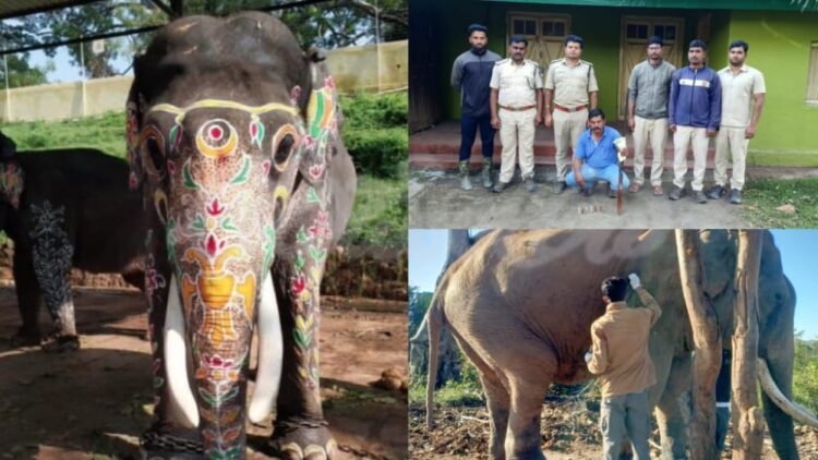 dasara elephant mysore balarama