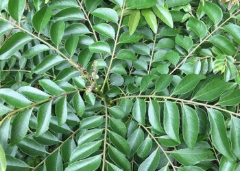 curry leaves