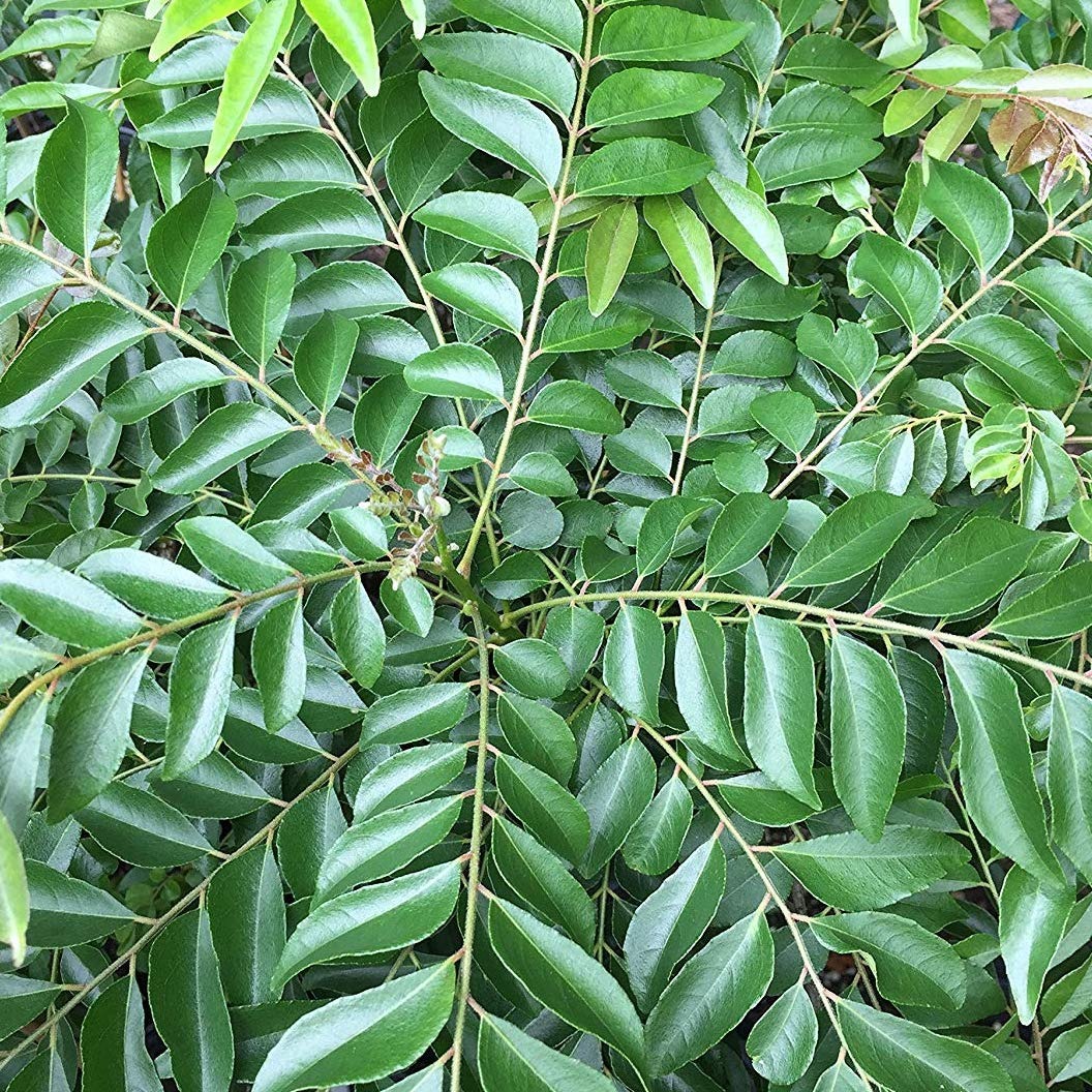 curry leaves