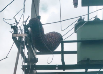 Tumkur : ಟ್ರ್ಯಾನ್ಸ್ ಫಾರ್ಮರ್ ಗೆ ಸಿಲುಕಿ ಚಿರತೆ ಸಾವು