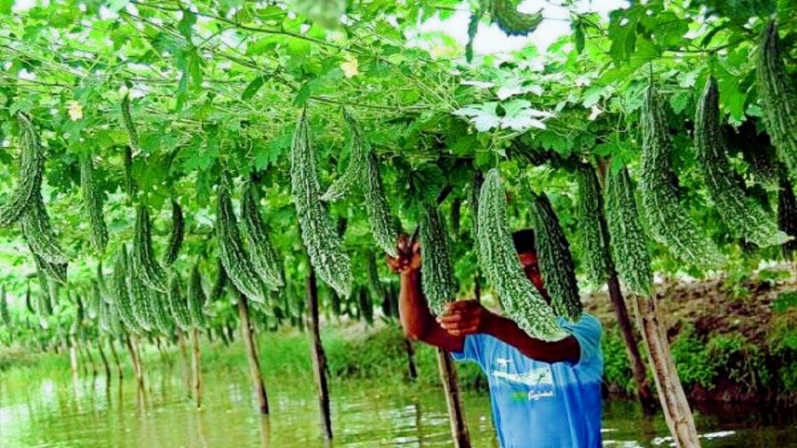 Bitter gourd agriculture