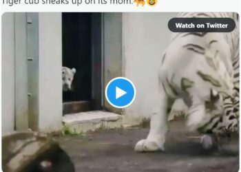 tiger video ಸಾಮಾಜಿಕ ಜಾಲತಾಣದಲ್ಲಿ ವೈರಲ್‌ ಆದ ಹುಲಿಯ ಮುದ್ದಾದ ವಿಡಿಯೋ