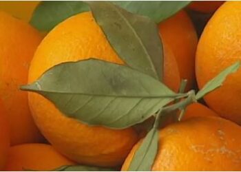 Oranges for Diabetics: ಮಧುಮೇಹ ಇರುವವರು ಕಿತ್ತಳೆ ತಿನ್ನುವುದರಿಂದ ಆಗುವ ಪ್ರಯೋಜನಗಳು..