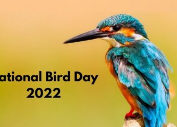 National Bird Day 2023