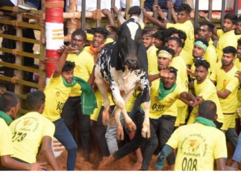 jallikattu