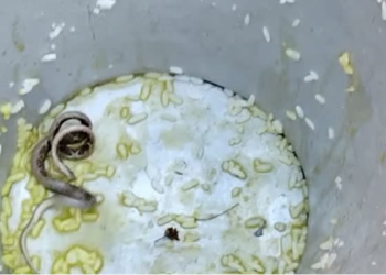 west bengal snake in food