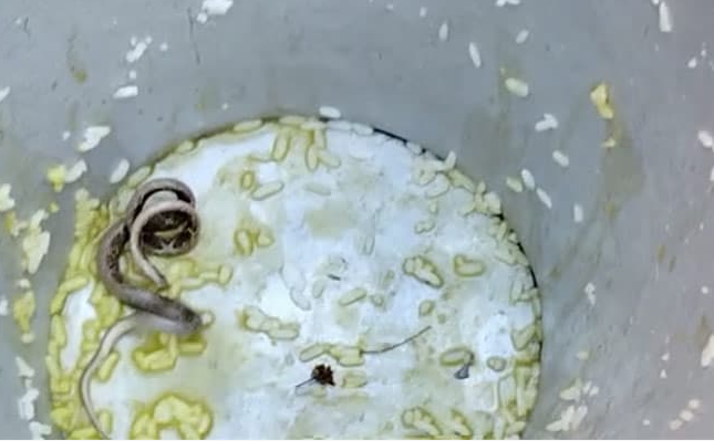 west bengal snake in food