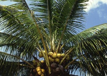 coconut tree