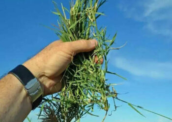 ವಿಷಕಾರಿ ಹುಲ್ಲು ಸೇವಿಸಿ 34 ಕುರಿಗಳು ಸಾವು!