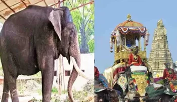 Balarama: ನಾಡ ದೇವತೆಯ ಚಿನ್ನದ ಅಂಬಾರಿ ಹೊರುತ್ತಿದ್ದ ಬಲರಾಮ ಇನ್ನಿಲ್ಲ