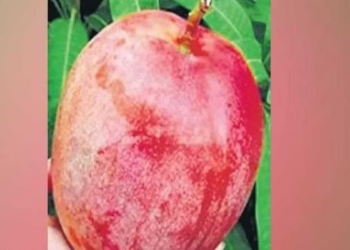 Mango: ವಿಶ್ವದ ಅತ್ಯಂತ ದುಬಾರಿ ಮಾವಿನ ಹಣ್ಣು