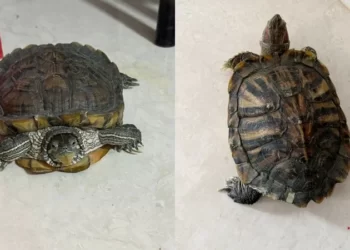 ಲೋಕಾಯುಕ್ತ ದಾಳಿ ವೇಳೆ ಅಧಿಕಾರಿ ಮನೆಯಲ್ಲಿ ಕಂಡು ಬಂದ ಆಮೆ