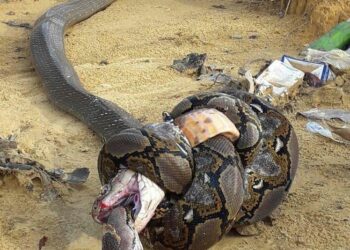 ಉರಗಗಳ ಮಹಾ ಕದನ: ಹೆಬ್ಬಾವು vs ಕಾಳಿಂಗ!