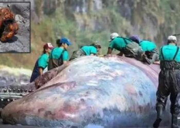 ತಿಮಿಂಗಿಲ ದೇಹದಲ್ಲಿ 9.5 ಕೆಜಿ ಚಿನ್ನ ಪತ್ತೆ