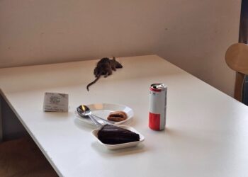 ಆಹಾರ ತಿನ್ನೋ ಟೇಬಲ್‌ ಮೇಲೆ ಸತ್ತ ಇಲಿ!