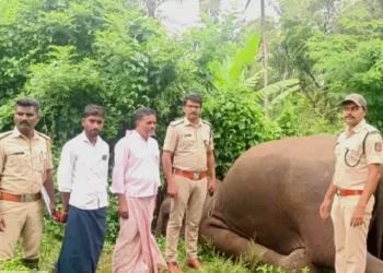 ಆಹಾರ ಅರಸಿ ಬಂದ ಕಾಡಾನೆ ಶವವಾಗಿ ಪತ್ತೆ