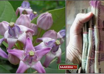 ಕಡು ಬಡವನಾದರೂ ಏಳು ತಲೆಮಾರುಗಳವರೆಗೆ ಶ್ರೀಮಂತನಾಗಿ ಬಾಳಬೇಕೆ? ಬಡತನಕ್ಕೆ ಎಕ್ಕದ ಹೂವಿನ ಪರಿಹಾರ.