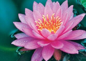 ತಾವರೆ ಹೂವು ಕೀಳಲು ಹೋಗಿ ತಂದೆ-ಮಗ ದುರಂತ ಸಾವು