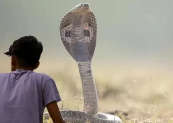 2 ತಿಂಗಳಲ್ಲಿ 9 ಸಲ ಕಚ್ಚಿದ ಹಾವು