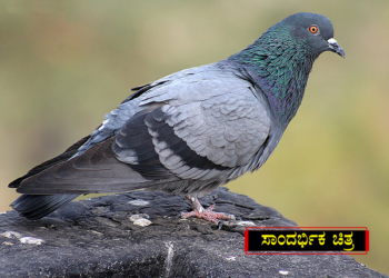 ಹಳೆ ದ್ವೇಷ; 23 ಪಾರಿವಾಳಗಳ ಹತ್ಯೆ