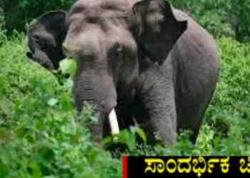 ಕಾರಿನಲ್ಲಿದ್ದ ಬಾಲಕಿ ಬಾಲಕಿ ಹೊರಗೆಳೆದು ತುಳಿದ ಆನೆ