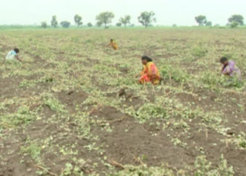 ವೈಷಮ್ಯ; 9 ಎಕರೆ ಹತ್ತಿ ನಾಶ