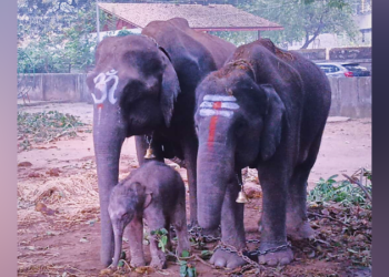 ಹೆಣ್ಣು ಮರಿಗೆ ಜನ್ಮ ನೀಡಿದ ಜಂಬೂ ಸವಾರಿಗೆ ಬಂದಿದ್ದ ಆನೆ