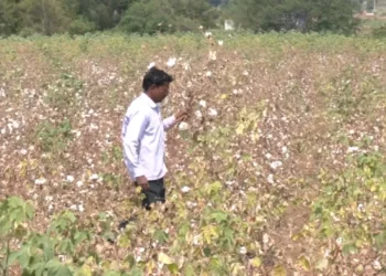 ಬೆಳೆದು ನಿಂತಿದ್ದ ಹತ್ತಿ ನಾಶ ಮಾಡಿದ ದುಷ್ಟರು!