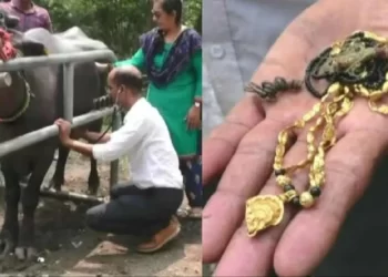 1.5 ಲಕ್ಷ ರೂ. ಮೌಲ್ಯದ ಮಂಗಳ ಸೂತ್ರ ನುಂಗಿದ ಎಮ್ಮೆ