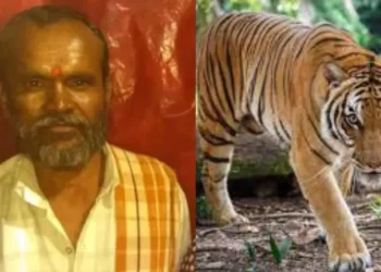 ದನ ಮೇಯಿಸುತ್ತಿದ್ದಾಗ ದಾಳಿ ನಡೆಸಿದ ಹುಲಿ