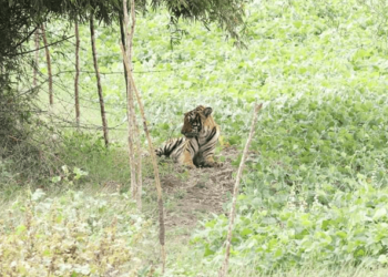 ಪ್ರಾಣಿಗಳೊಂದಿಗೆ ಕಾದಾಟ; 3 ವರ್ಷದ ಹುಲಿ ಸಾವು