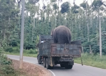 ಮೂವರನ್ನು ಬಲಿ ಪಡೆದಿದ್ದ ಒಂಟಿ ಸಲಗ ಹಿಡಿಯುವಂತೆ ಆದೇಶ