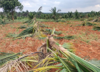70ಕ್ಕೂ ಅಧಿಕ ತೆಂಗಿನ ಮರಗಳನ್ನು ಹಾಳು ಮಾಡಿದ ದುಷ್ಕರ್ಮಿಗಳು!