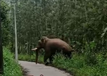 ತುಳಿದು ಮಹಿಳೆಯ ಸಾವಿಗೆ ಕಾರಣವಾದ ಆನೆ